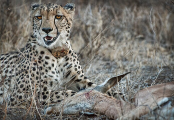 Cheetah With Kill