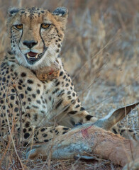 African Cheetah With Kill On Savannah