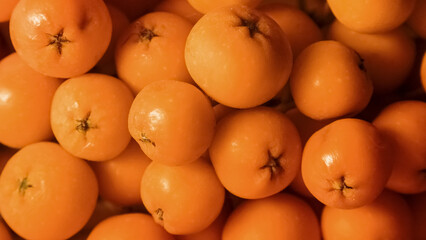 Ripe rowan berries in close-up.
