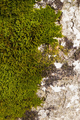 Waldmoos (Sphagnum squarrosum) an einem Baumstamm