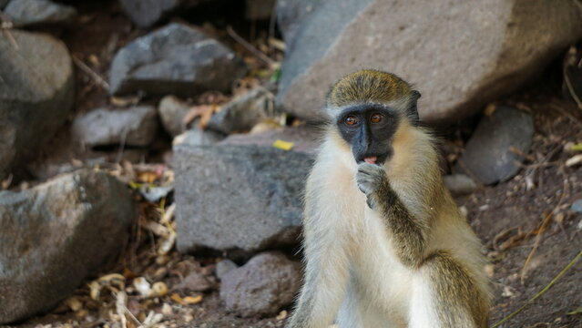 African green monkey sitting and eating peanut in front of rocks - Powered by Adobe