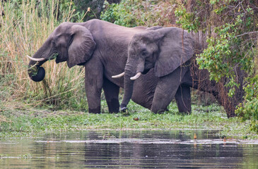 African Elephant Pair Eating Grass In River