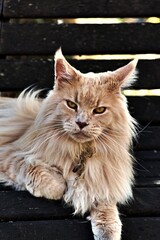 Cat © Rafal