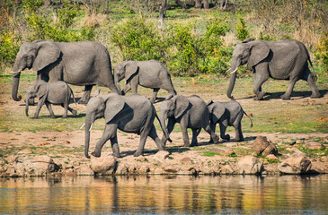 Fototapeta premium African Elephant Herd