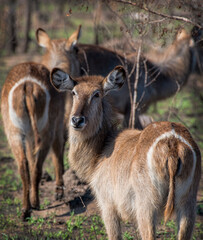 Female Kudu Looking At Camera