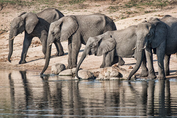 African Elephants At Water Hole