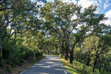 A narrow asphalted country road leads through a light forest on a hill in the hinterland of the Cote d`ázure.