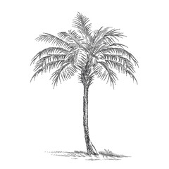 Hand-drawn sketch of palm tree in black isolated on white background. Graphic tropical tree in sketch style.