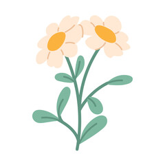 Flat hand drawn daisies on white background. Wildflower isolated. Vector floral element
