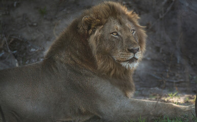 Male African Lion