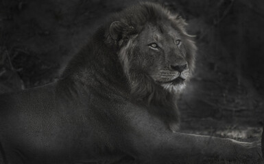 Male African Lion