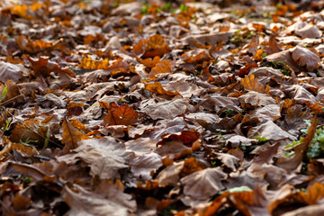 Macro photo of autumn oak leaves on the ground