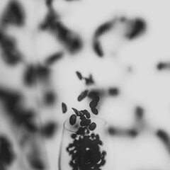 A high-contrast black and white close-up photograph of coffee beans, highlighting their texture and natural details. The monochrome palette adds depth and drama, making this image perfect for themes o