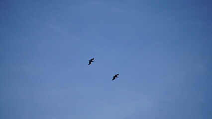 Two pelicans flying against an early dawn sky