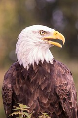 Close-up portrait of a majestic Southern Bald Eagle with sharp eyes and detailed feathers.