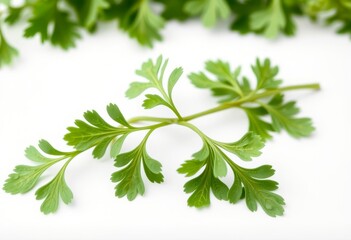 Fresh chervil leaves A sprig of fresh chervil leaves on a white