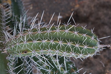 cactus, succulent, thorns, 