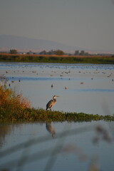 great blue heron