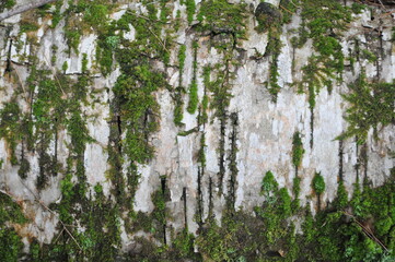 Fototapeta premium moss background