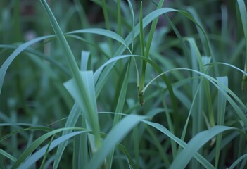 Obraz premium Long Exposure Grass Capture grass using long exposure photograph