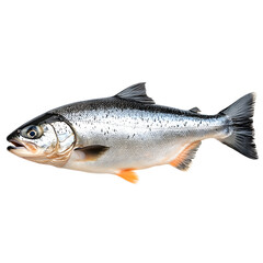 Obraz premium resh salmon fish fillet isolated on white