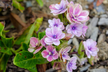 Fototapeta premium 淡いピンク色の紫陽花