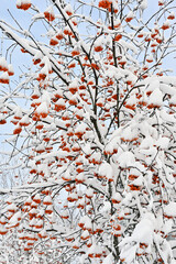 a tree heavily laden with snow, accentuating clusters of bright orange berries