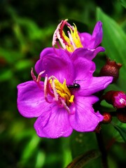 Selective focus of a purple coloured Melastoma malabathricum flower in the garden 