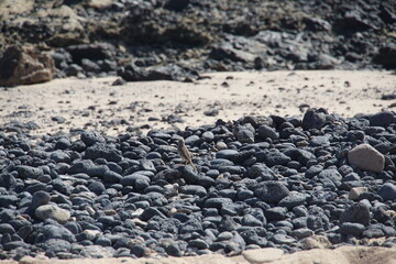 Berthelot’s pipit (Anthus berthelotii), swiergotek kanaryjski, bird, wildlife, lanzarote, la graciosa, canary islands, wild bird, brown bird, november 2024, volcanic island, beach, animal