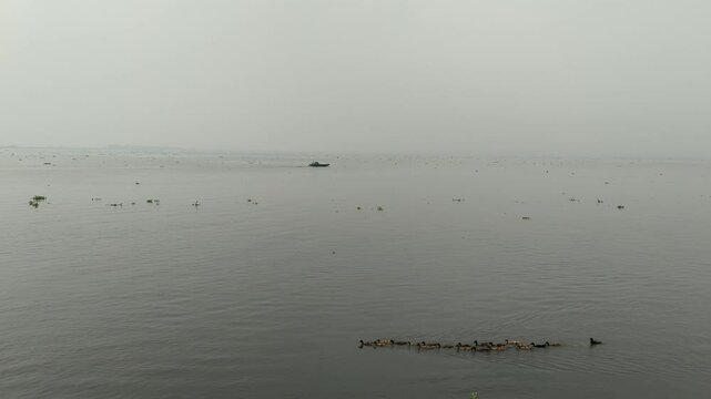 Titas River Morning View, Ducks Swiming in the River