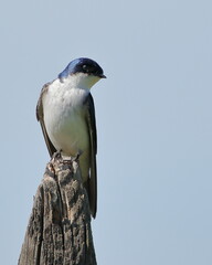 Chilean Swallow perched on a pole. - Golondrina chilena posada en un poste. Tachycineta leucopyga