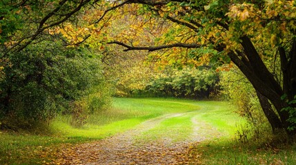 Fototapeta premium A path through a forest with trees on either side