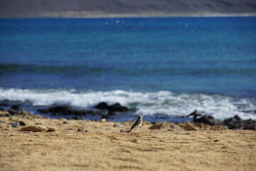 Berthelot’s pipit (Anthus berthelotii), swiergotek kanaryjski, bird, wildlife, lanzarote, la graciosa, canary islands, wild bird, brown bird, november 2024, volcanic island, beach, animal