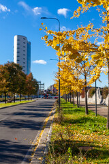 Naklejka premium Close up on autumn foliage, background is blurred, no people are visible.