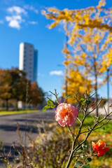 Close up on autumn foliage, background is blurred, no people are visible.