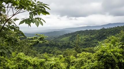 Obraz premium A lush green forest with a cloudy sky in the background