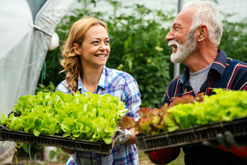Happy family agriculture bio farmers working picking vegetables working in organic greenhouse farm.