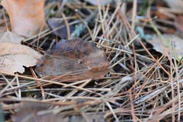 rain water in brown leaf closeup on pine needles