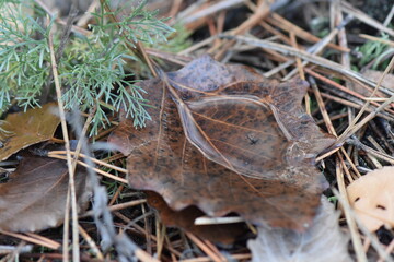 rain water in brown leaf closeup on pine needles