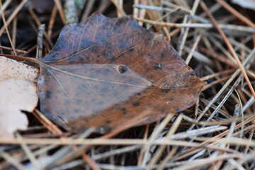 rain water in brown leaf closeup on pine needles