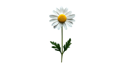 White Daisy Flower on Black Background Illustration