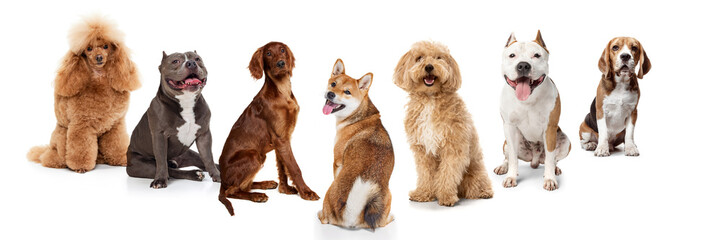 Fototapeta premium Set of different purebred dogs in various sizes and colors, calmly sitting against white background. Promotion of goods for pets, health care. Concept of animals, pet care, vet. Banner, advertisement