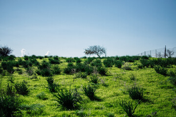 Obraz premium a bright green grass, background, texture