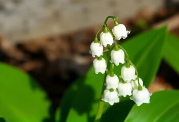 Lily of the Valley Delicate bell shaped flowers clustered togeth