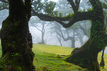Fanal forest old mystical tree in Madeira island. Twisted trees in fog in Fanal Forest. Huge,...