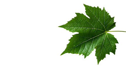 Green Leaf with Veins - Illustration