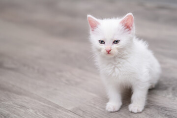 Cute white kitten on a light background