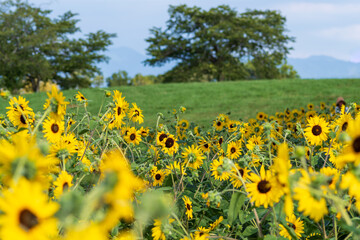 青空の下に咲くひまわり畑
