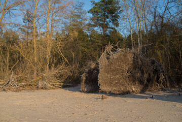 There are trees with large roots and stumps scattered along the seashore.