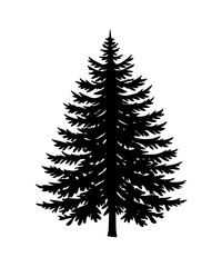 Pine Tree silhouette. Black silhouette of sine tree on white background. illustration  Vector